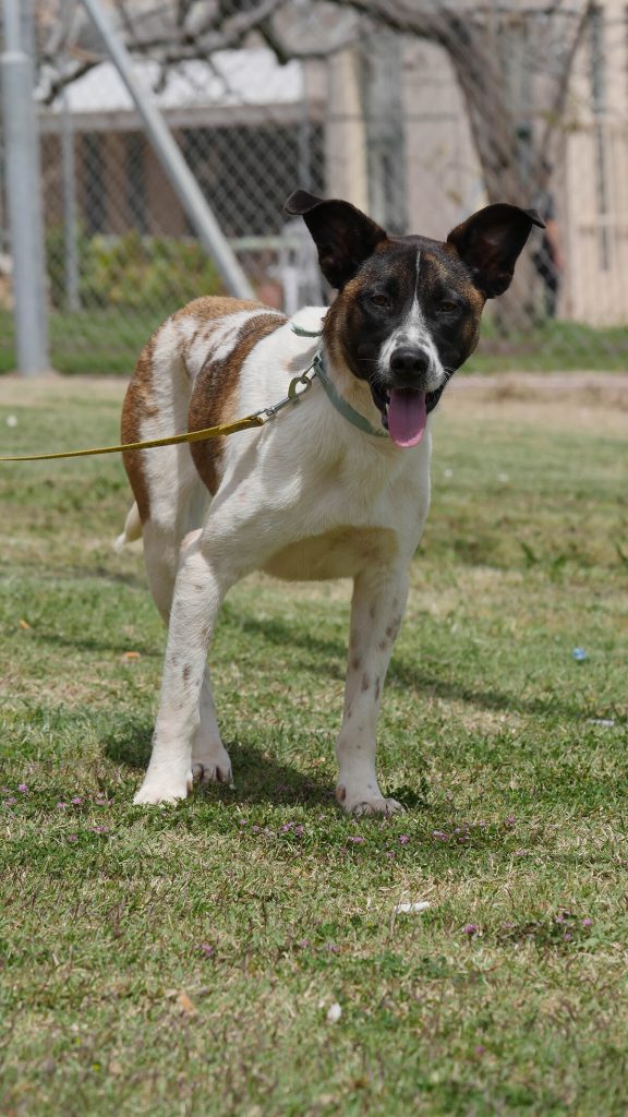 בוני שלנו מחכה לכם בכלא חרמון