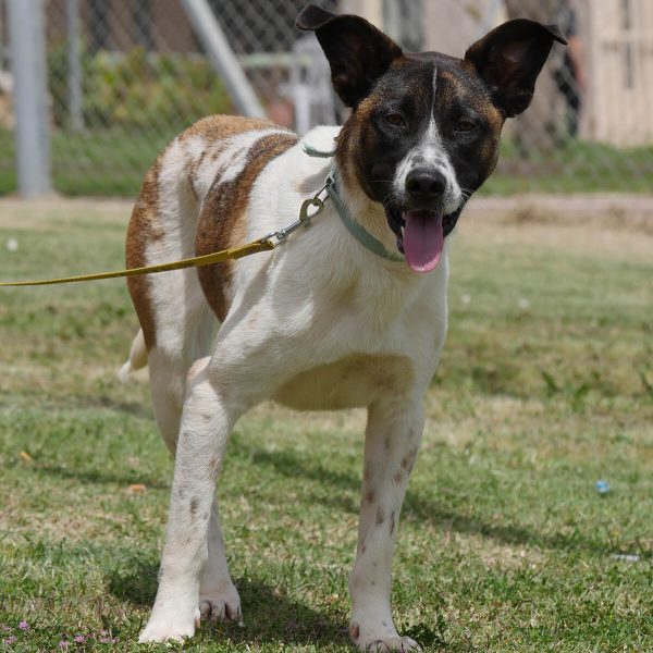 בוני שלנו מחכה לכם בכלא חרמון