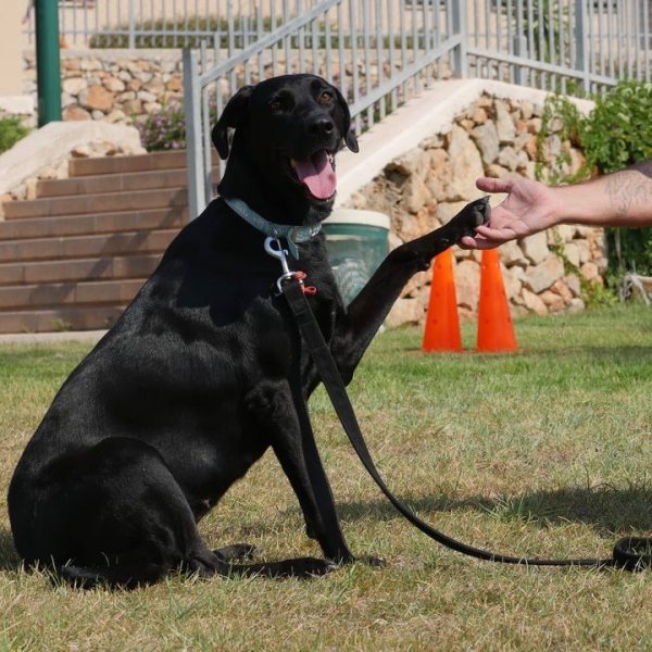 צ׳יקה העצלנית שלנו, לברדור מעורבת שחורה שרק מחפשת להתפנק