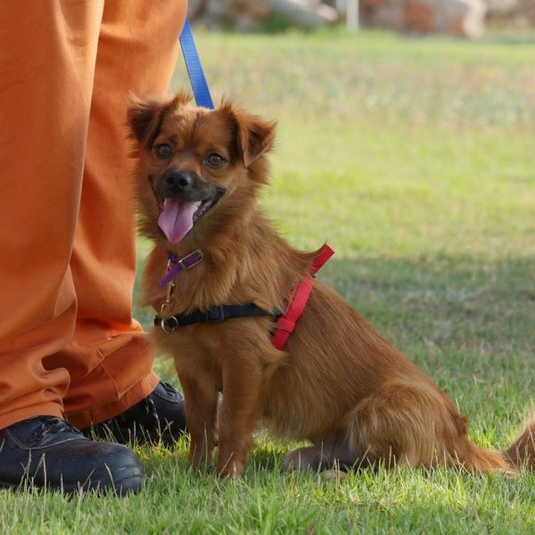 צ׳ייס המעורב הקטן שלנו בן השלוש מחכה לכם שתתאהבו בו בכלא חרמון
