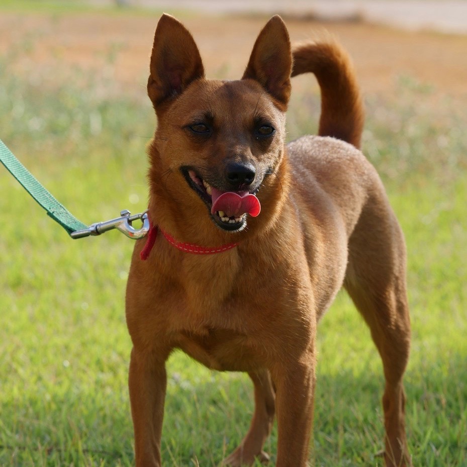 בואו לאמץ את צ׳ילי הקטנה והממושמעת שלנו