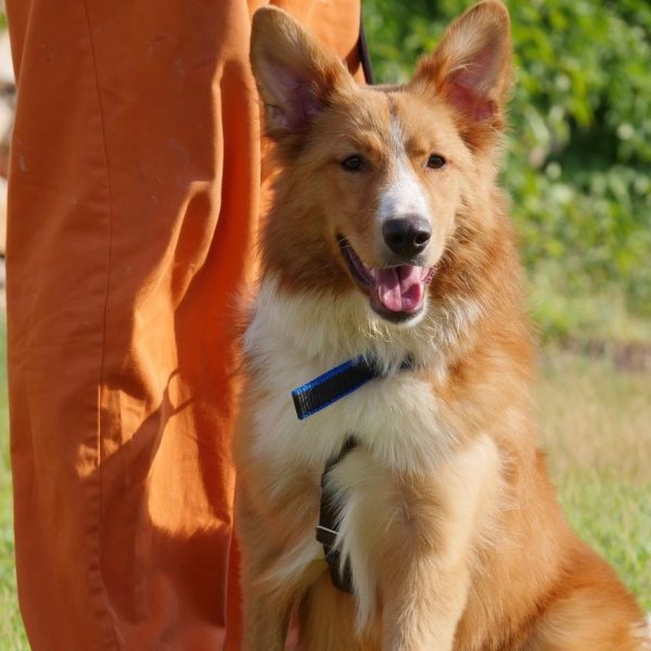 קוקי שלנו מחפש בית, ג׳ינג׳י אנרגטי בן שנה מסוג בורדר קולי מעורב