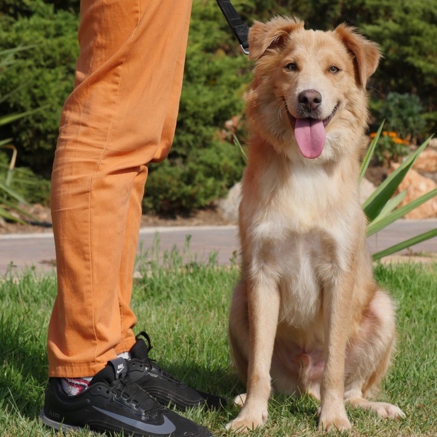 איזה חיוך יש לדובי הג׳ינג׳י שלנו... ואולי בקרוב שלכם?