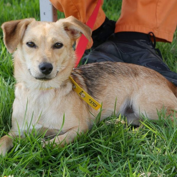 לילי הקטנה שלנו, כלבה בלונדינית שמחפשת קשר ומגע עם אנשים, מחכה לגם בכלא חרמון