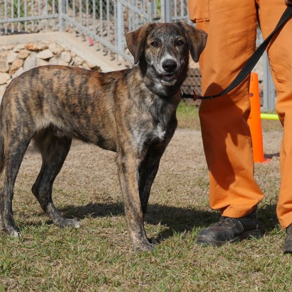 כלב מעורב מנומר