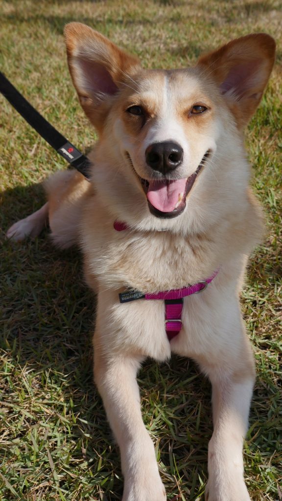 קורגית בינונית מעורבת