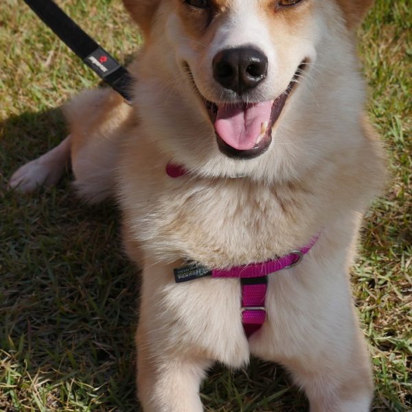 קורגית בינונית מעורבת