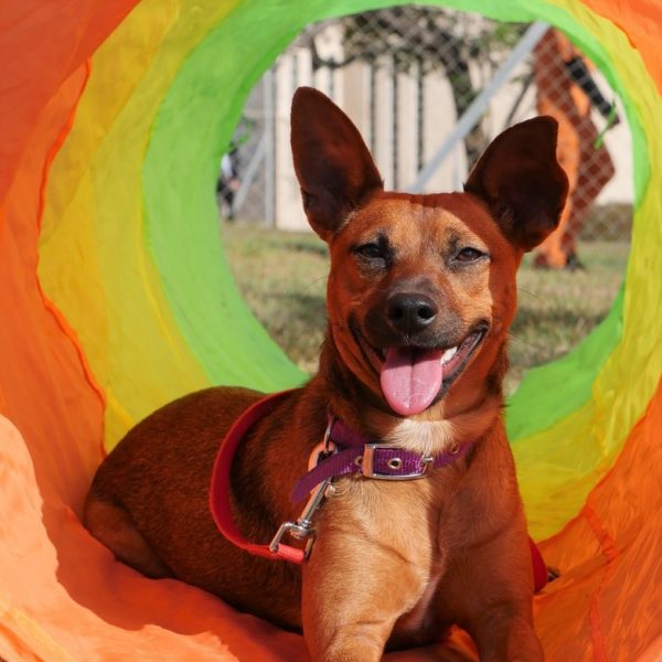 פינצ׳רית מעורבת, בת שנה