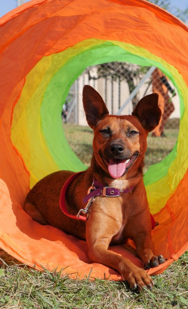 פינצ׳רית מעורבת, בת שנה