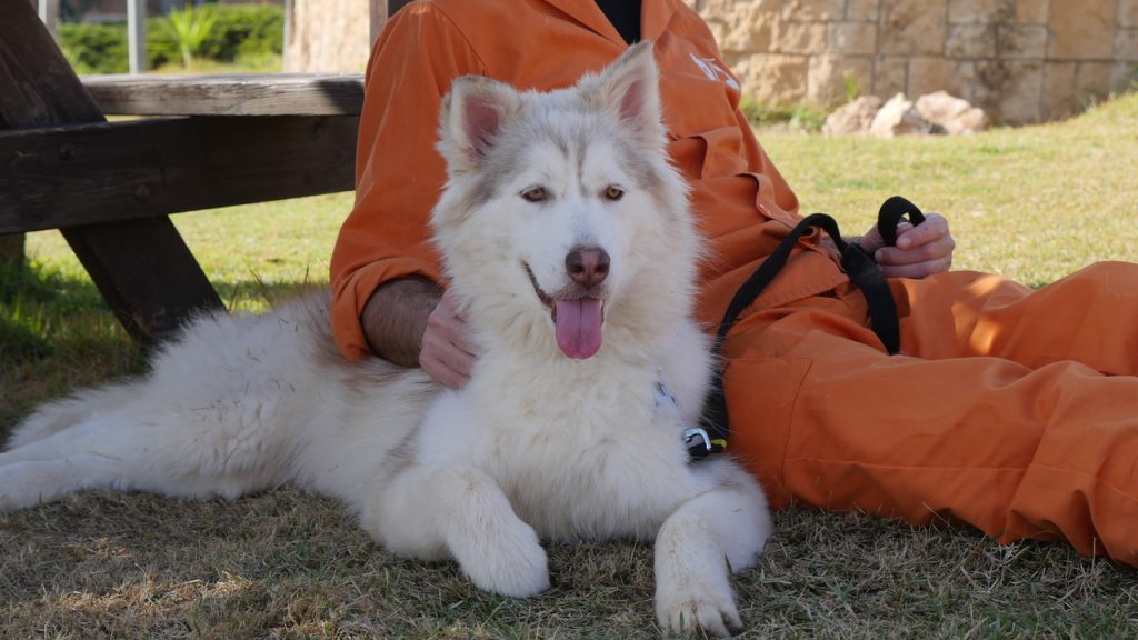 האסקית אפורה, לבנה