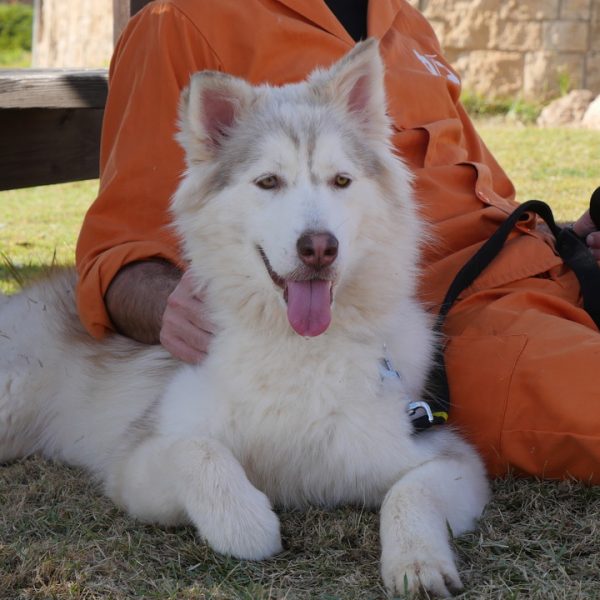 האסקית אפורה, לבנה