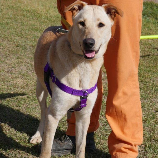 לברדורית מעורבת גדולה