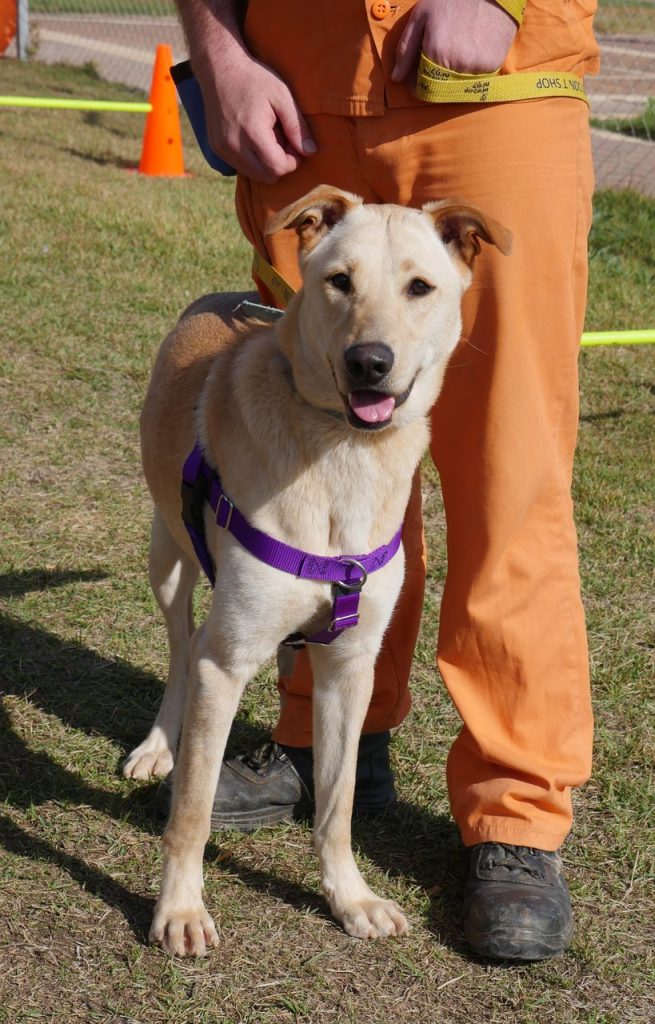 לברדורית מעורבת גדולה