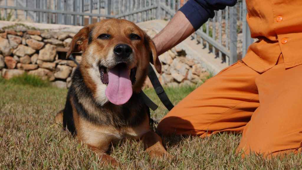 מעורבת בגודל בינוני ֿחומה - שחורה.