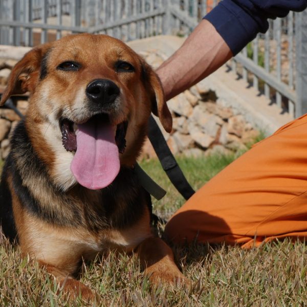 מעורבת בגודל בינוני ֿחומה - שחורה.