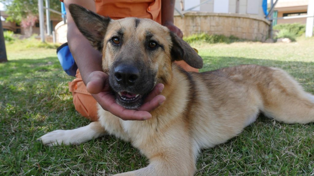 רועה בלגית מעורבת בינונית
