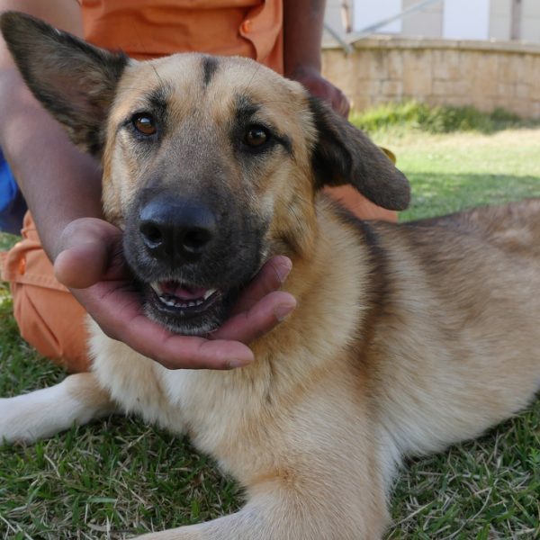 רועה בלגית מעורבת בינונית