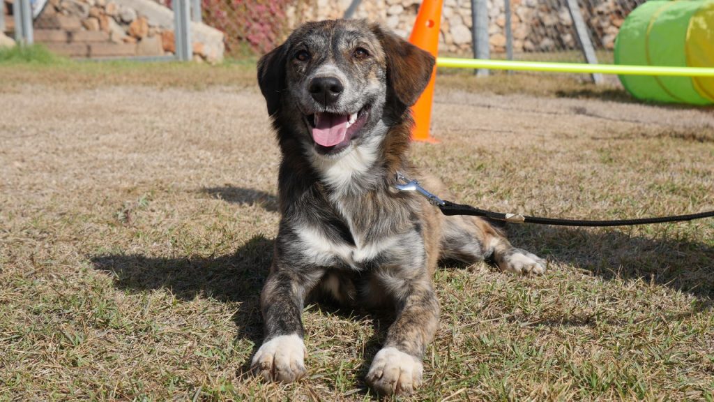כלב מעורב מנומר, בגודל בינוני גדול.