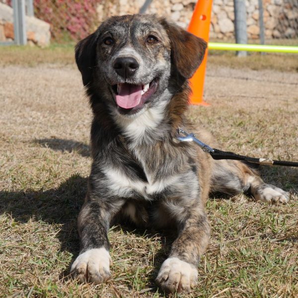 כלב מעורב מנומר, בגודל בינוני גדול.