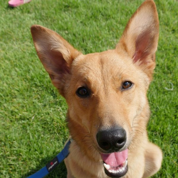 כלבה מעורבת בלונדינית בגודל בינוני