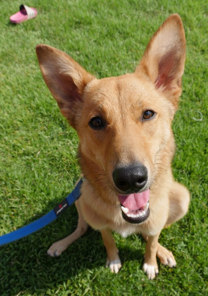 כלבה מעורבת בלונדינית בגודל בינוני