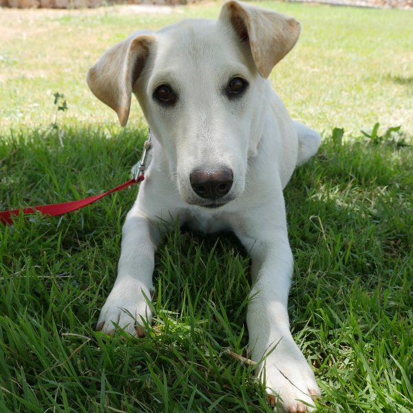 לברדורית לבנה מעורבת בת כשנה. גודל בינוני.