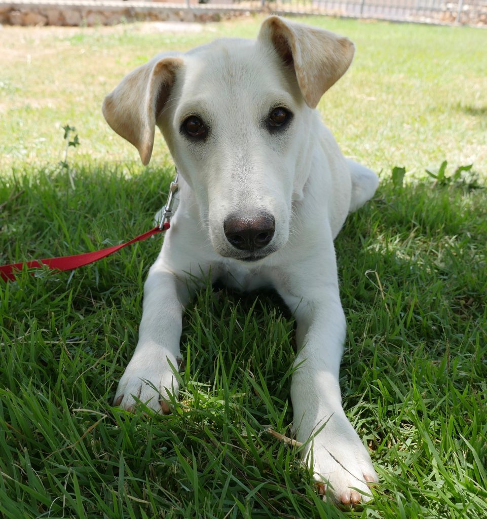 לברדורית לבנה מעורבת בת כשנה. גודל בינוני.