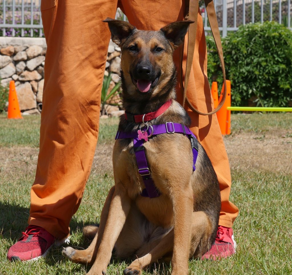 רועה גרמנית מעורבת . גודל בינוני, בת כ10 חודשים.