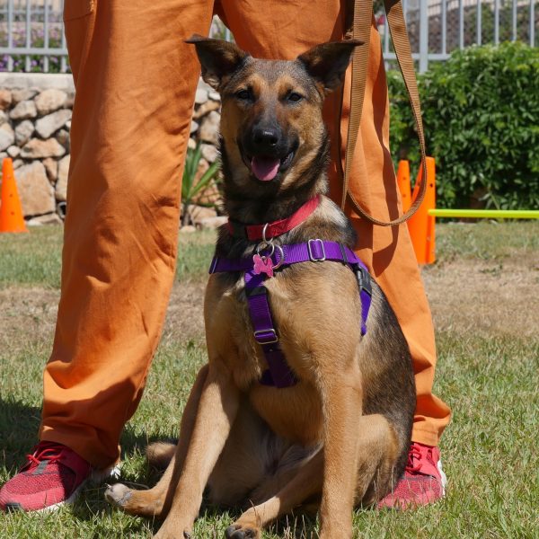 רועה גרמנית מעורבת . גודל בינוני, בת כ10 חודשים.