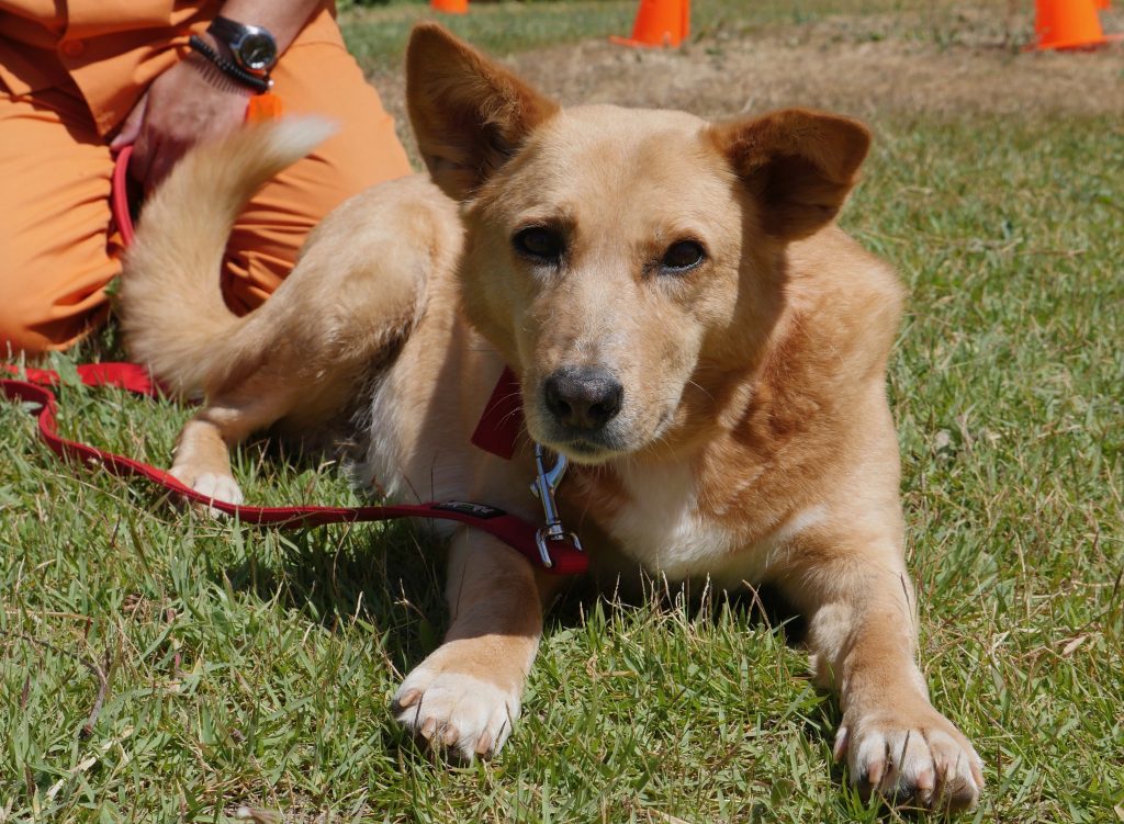 כלבה מעורבת בכל טוב בצבע חום, גודל בינוני, בת 4.