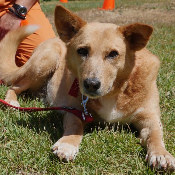 כלבה מעורבת בכל טוב בצבע חום, גודל בינוני, בת 4.