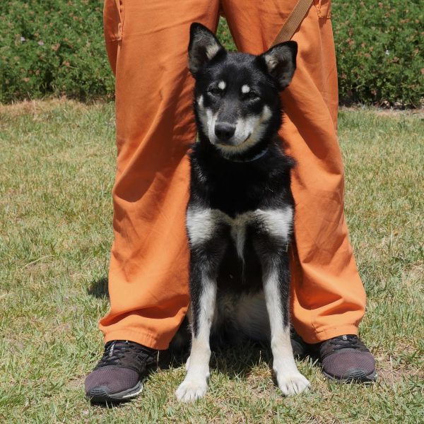 האסקית מעורבת בגודל בינוני. בת כשנה וחצי.