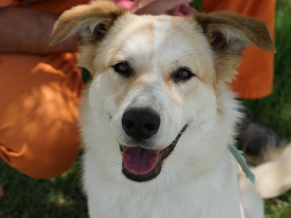 מעורבת בצבעים לבן וחום בת כשנה וחצי גודל בינוני.