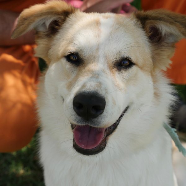 מעורבת בצבעים לבן וחום בת כשנה וחצי גודל בינוני.