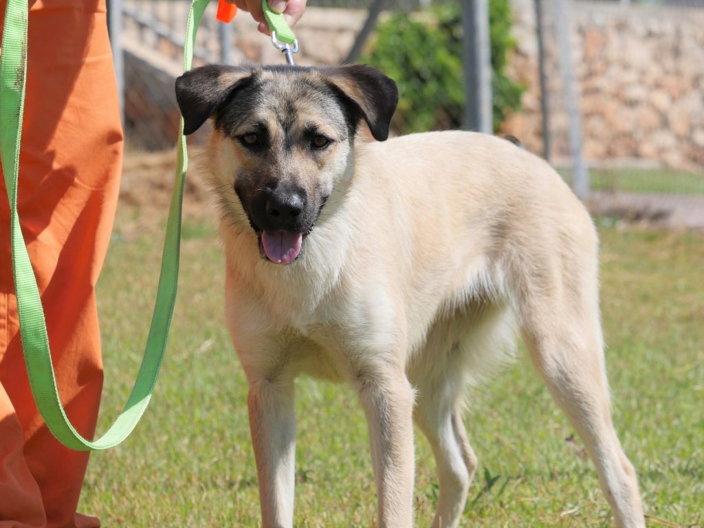 מעורבת עם רועה קווקזי, בינונית-גדולה, בת כשנה וחצי. גודל בינוני גדול.