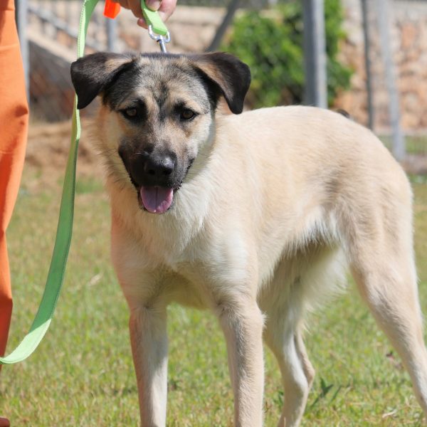 מעורבת עם רועה קווקזי, בינונית-גדולה, בת כשנה וחצי. גודל בינוני גדול.