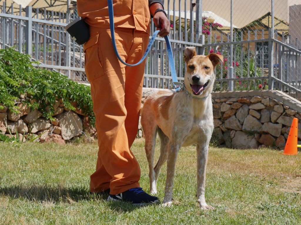 בת כשנה וחצי, מעורבת בכל טוב בצבעים לבן וחום, גודל בינוני.