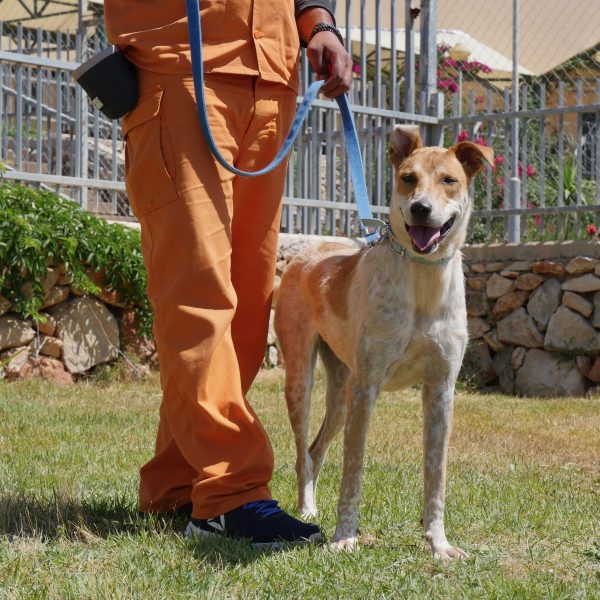 בת כשנה וחצי, מעורבת בכל טוב בצבעים לבן וחום, גודל בינוני.