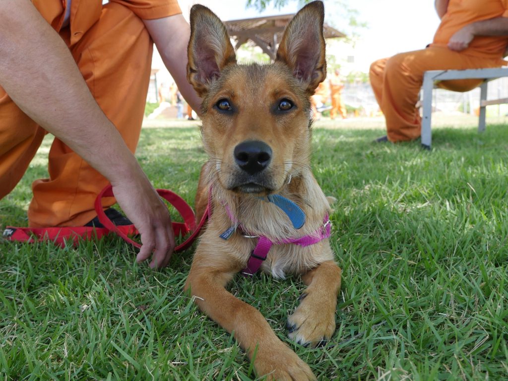 כלבה מעורבת בכל טוב, בצבע חום גודל בינוני. בת כתשעה חודשים.