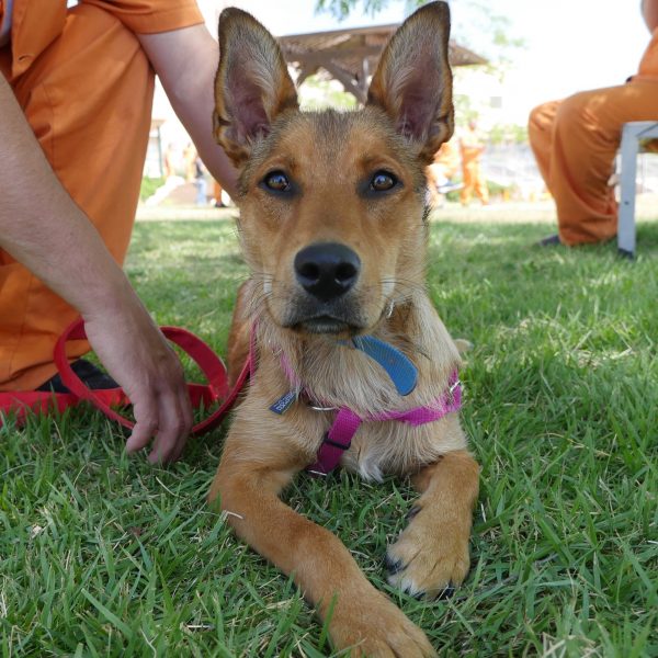 כלבה מעורבת בכל טוב, בצבע חום גודל בינוני. בת כתשעה חודשים.