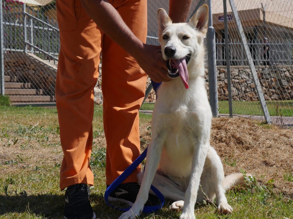 כנענית מעורבת בצבע לבן גודל בינוני. בת כשנה וחצי.