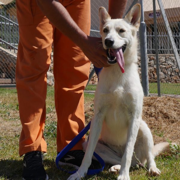 כנענית מעורבת בצבע לבן גודל בינוני. בת כשנה וחצי.