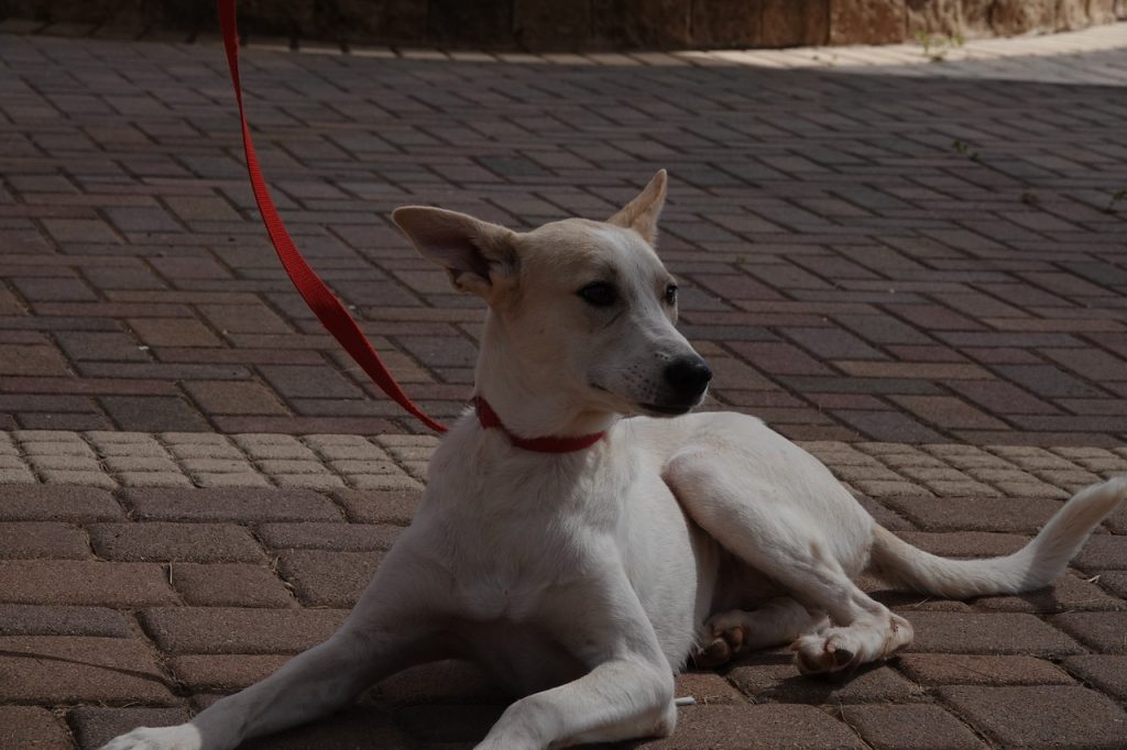 מעורבת לבנה בגודל בינוני.