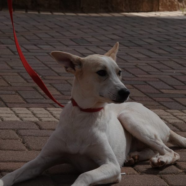 מעורבת לבנה בגודל בינוני.