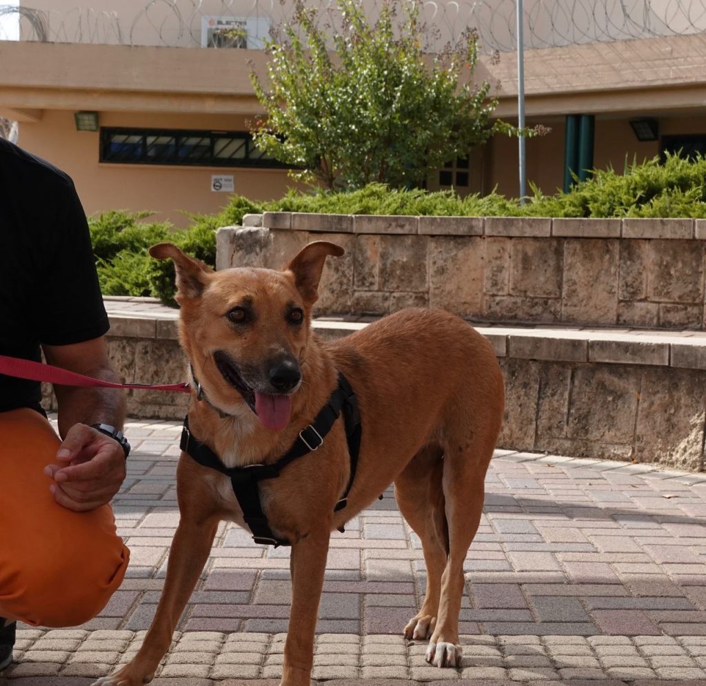 כלבה בינונית בגוון ג׳ינג׳י, בת שלוש וחצי