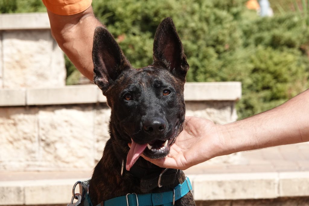 רועה הולנדית מעורבת בת כשנה ותשעה חודשים .