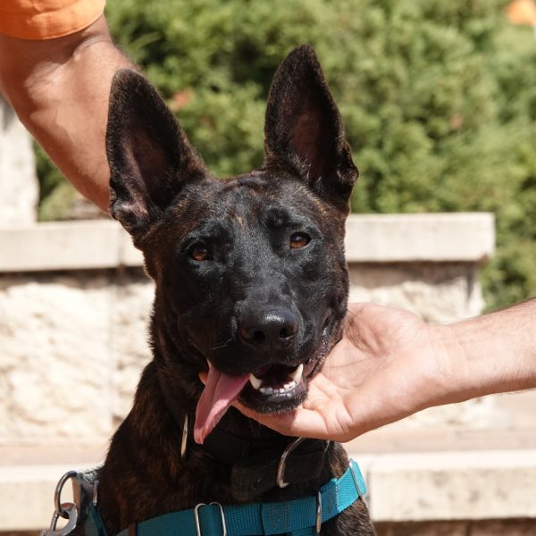 רועה הולנדית מעורבת בת כשנה ותשעה חודשים .