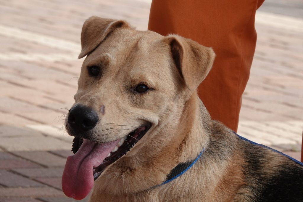 כלב מעורב עם לב זהב, גדול, בן כשנה וחצי.