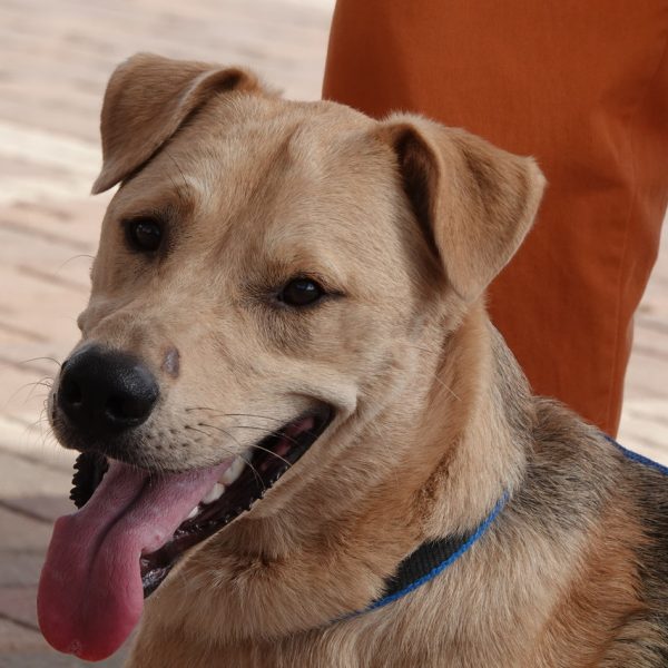 כלב מעורב עם לב זהב, גדול, בן כשנה וחצי.