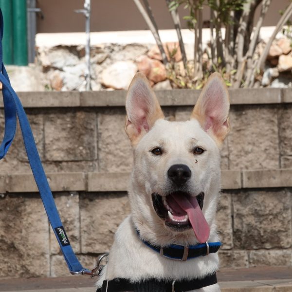 כנעני מעורב גדול ונאמן.